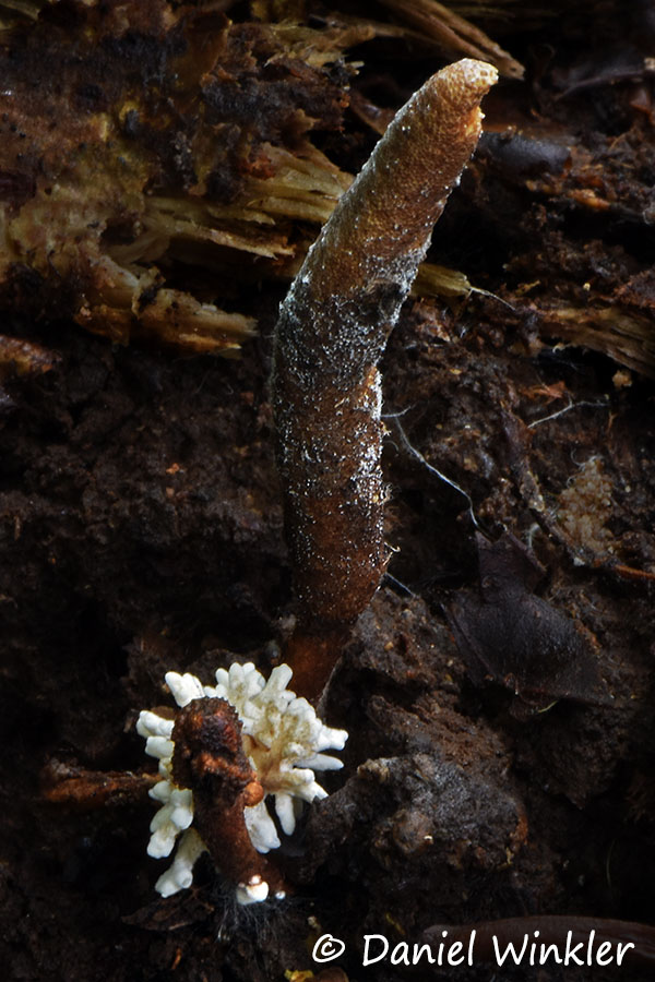 Ophiocordyceps yakushimensis found in Hachijo Jima, Japan